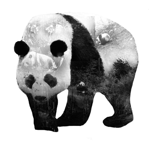 panda