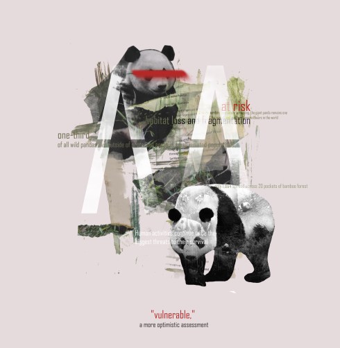 panda5